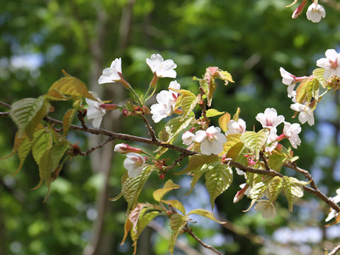 Prunus apetata ssp. pilosa