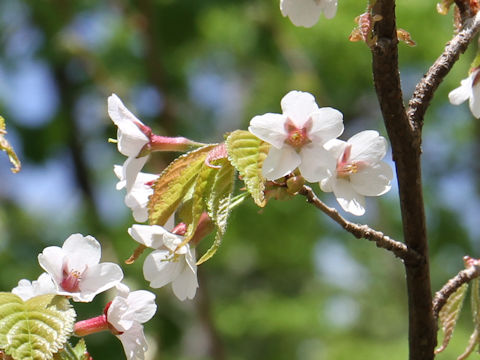 Prunus apetata ssp. pilosa