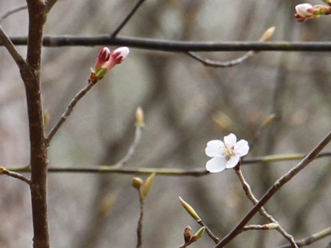 Prunus apetata ssp. pilosa