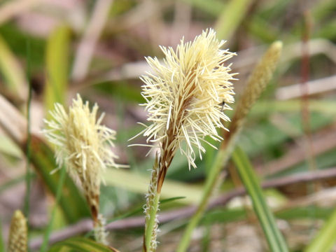 Carex foliosissima