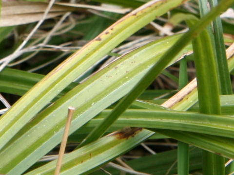 Carex foliosissima