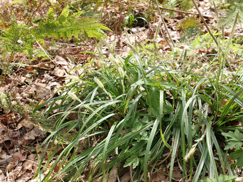 Carex foliosissima