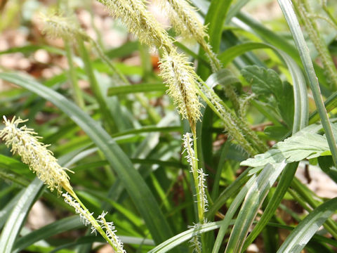 Carex foliosissima