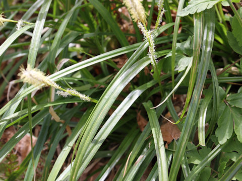 Carex foliosissima