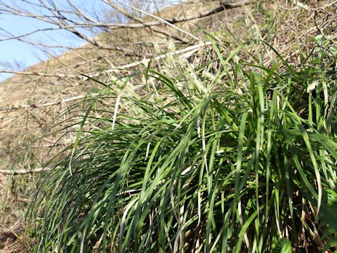 Carex foliosissima