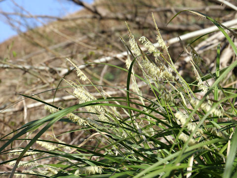 Carex foliosissima