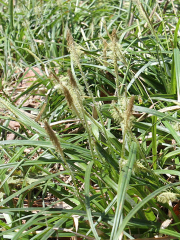 Carex foliosissima