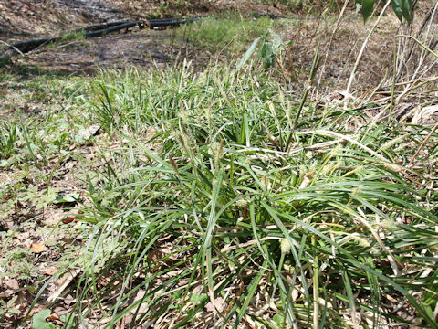 Carex foliosissima