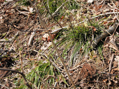 Carex foliosissima