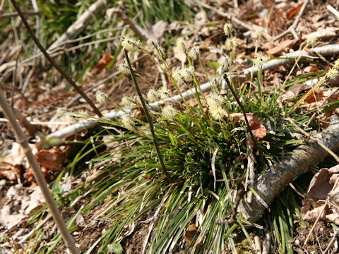 Carex foliosissima