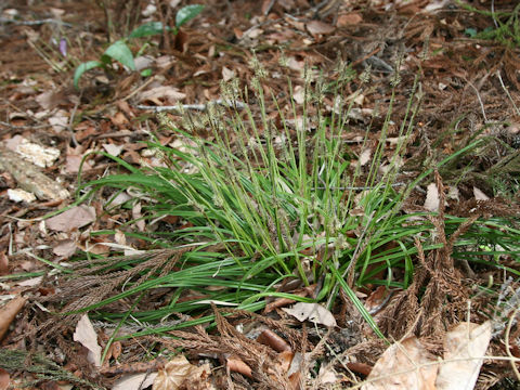 Carex foliosissima