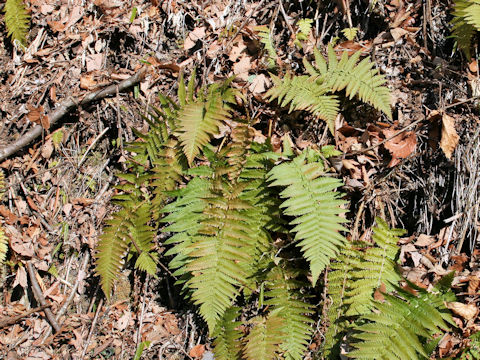 Dryopteris uniformis