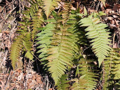 Dryopteris uniformis