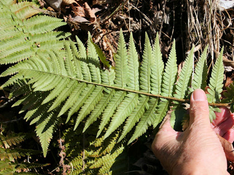 Dryopteris uniformis