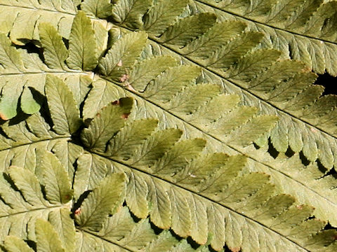 Dryopteris uniformis