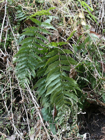 Dryopteris uniformis