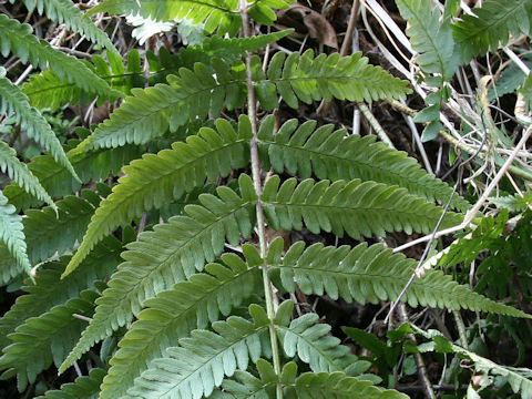 Dryopteris uniformis