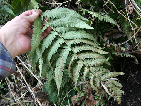 Dryopteris uniformis