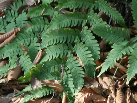 Dryopteris uniformis