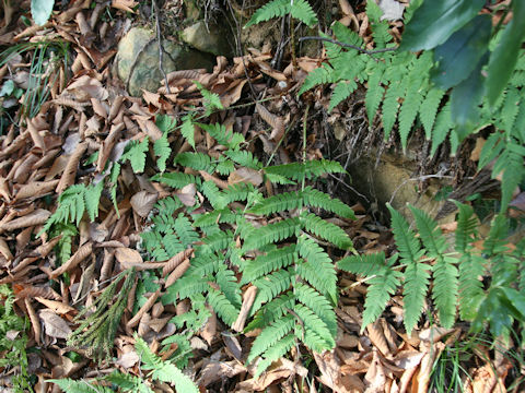 Dryopteris uniformis