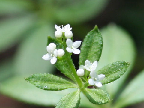 Galium trifloriforme var. trifloriforme