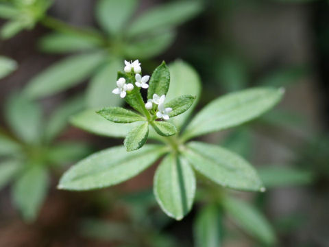 Galium trifloriforme var. trifloriforme