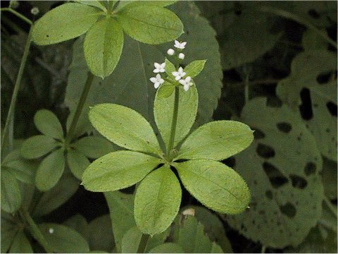 Galium trifloriforme var. trifloriforme