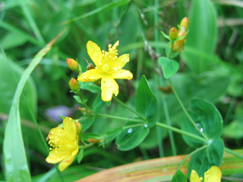 Hypericum erectum var. longistylum