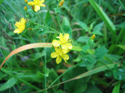 Hypericum erectum var. longistylum