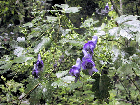 Aconitum japonicum