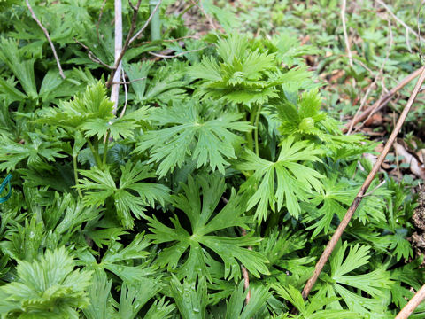 Aconitum japonicum