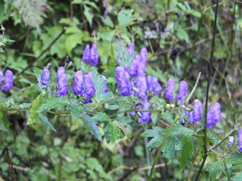 Aconitum japonicum