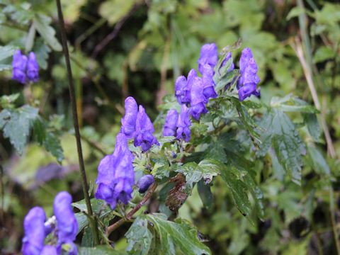 Aconitum japonicum