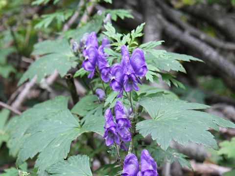 Aconitum japonicum