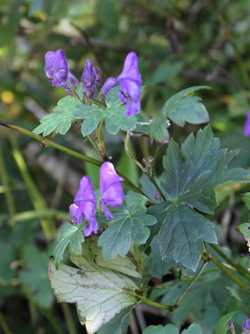 Aconitum japonicum