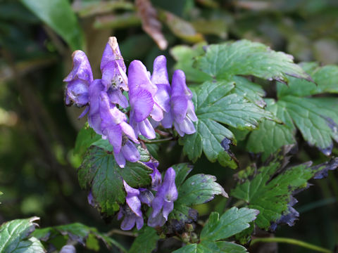 Aconitum japonicum