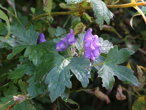 Aconitum japonicum