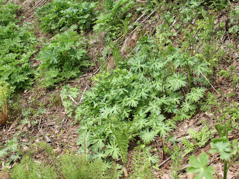 Aconitum japonicum