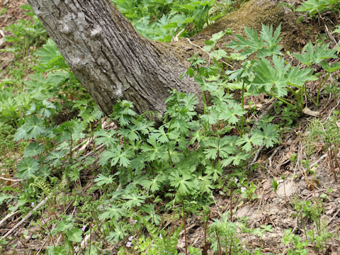 Aconitum japonicum