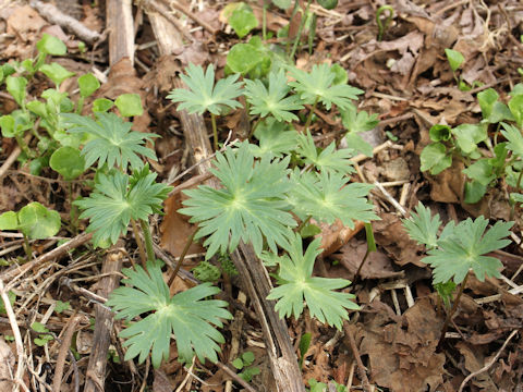 Aconitum japonicum