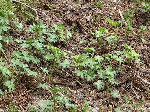 Aconitum japonicum