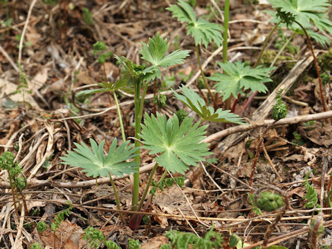 Aconitum japonicum