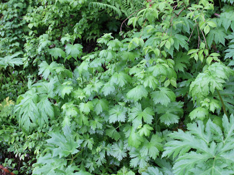 Aconitum japonicum