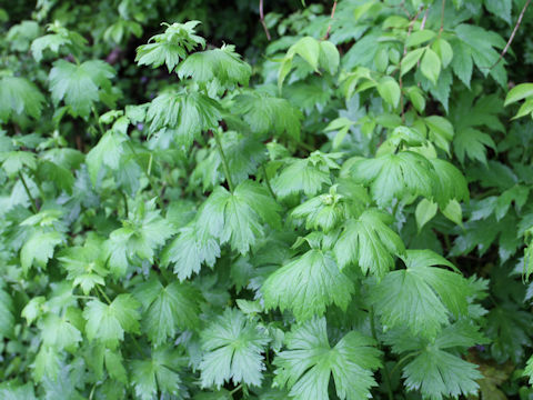 Aconitum japonicum