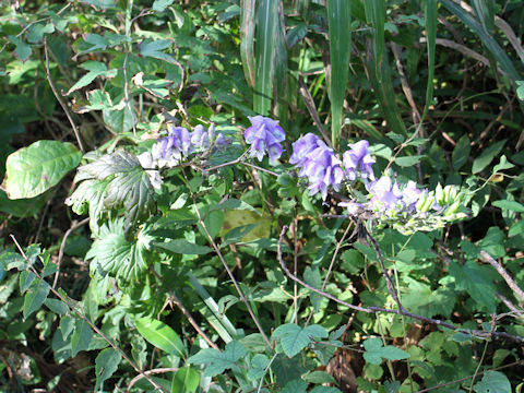 Aconitum japonicum