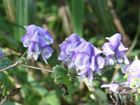 Aconitum japonicum