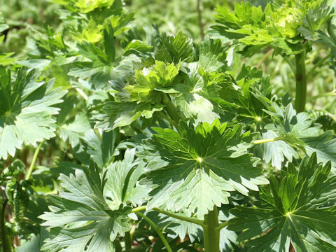 Aconitum japonicum