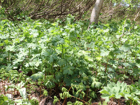 Aconitum japonicum