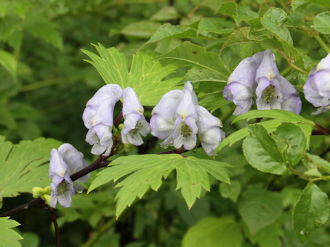 Aconitum japonicum