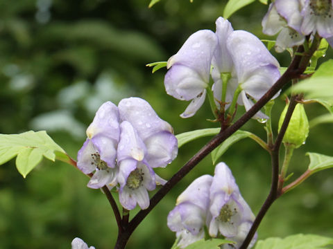 Aconitum japonicum